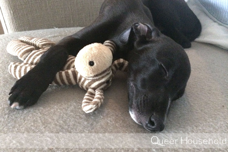 10 facts of life with a puppy - Queer Household